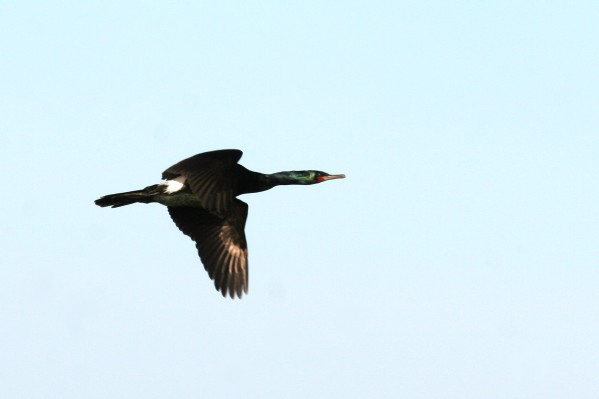 Pelagic Cormorant